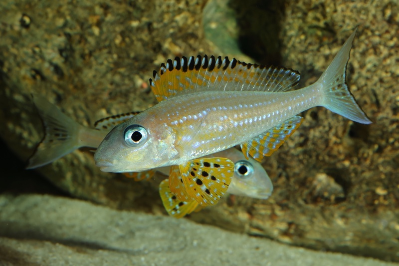 Xenotilapia papilio 'Kanoni'